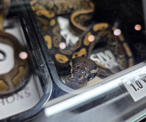 Egzotyczny świat zawitał do Bydgoszczy! Pająki i węże były na wyciągnięcie ręki