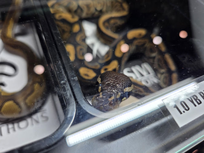 Egzotyczny świat zawitał do Bydgoszczy! Pająki i węże były na wyciągnięcie ręki