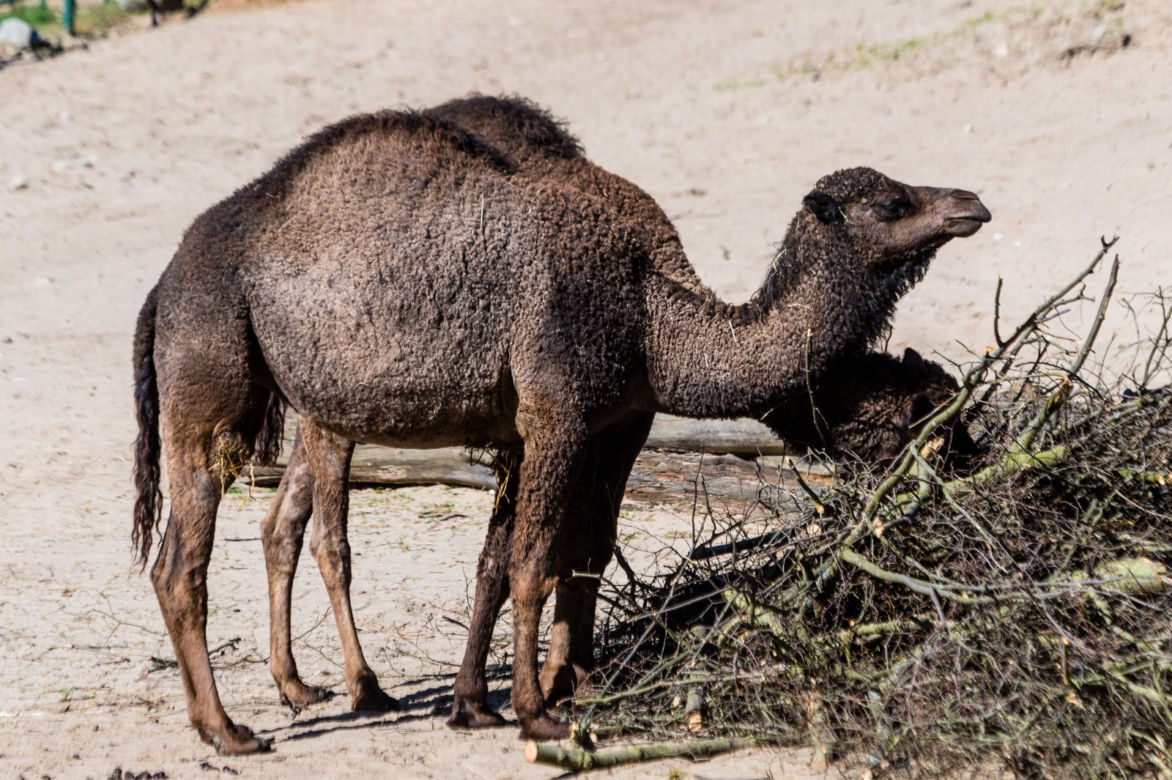 Koronawirus w Trójmieście. Zwierzęta z zoo tęsknią za ludźmi
