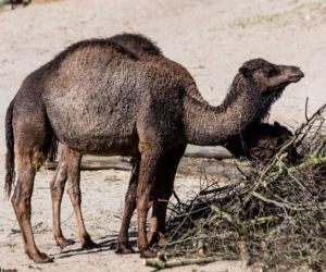 Koronawirus w Trójmieście. Zwierzęta z zoo tęsknią za ludźmi