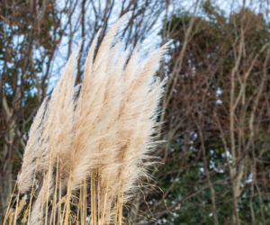 Jak zabezpieczyć trawę pampasową na zimę?