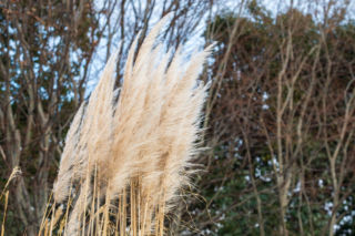 Jak zabezpieczyć trawę pampasową na zimę? Wskazówek udziela ekspert