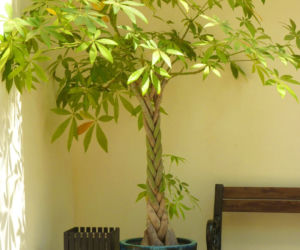 Pachira