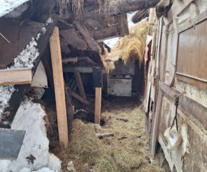 Dach stodoły runął pod naporem śniegu. W środku były zwierzęta