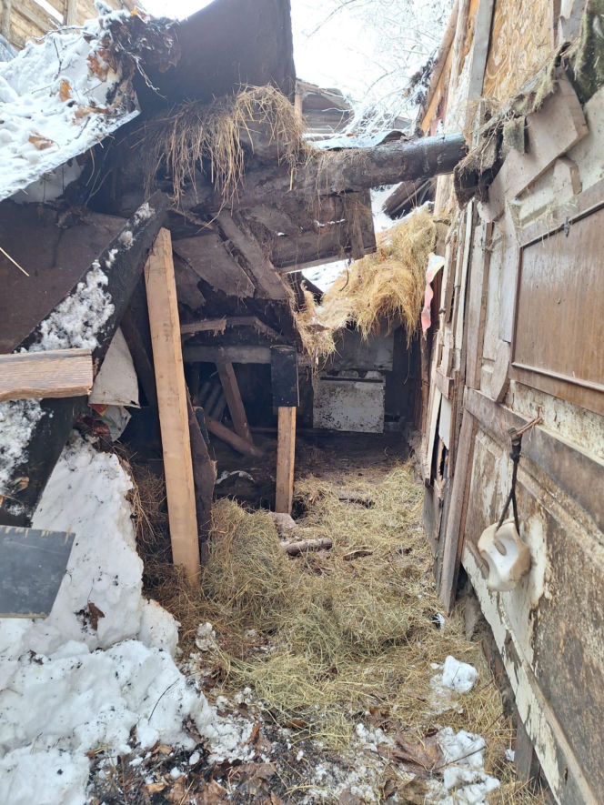 Dach stodoły runął pod naporem śniegu. W środku były zwierzęta