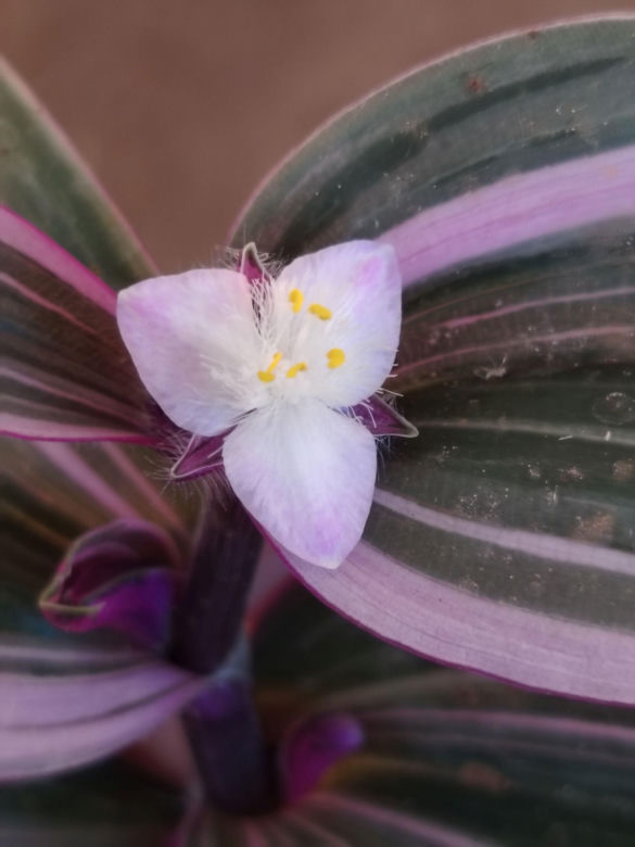Trzykrotka 'Nanouk'