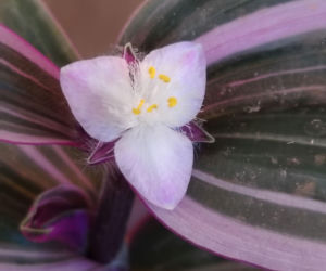 Trzykrotka 'Nanouk'