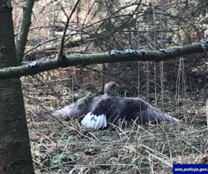 Orzeł bielik porażony prądem