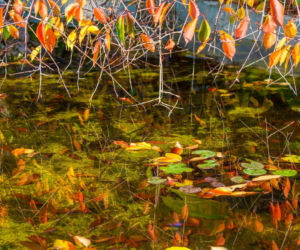 Przygotuj oczko na zimę: prosta lista zadań dla każdego