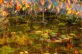 Co z rybami, pompą i roślinami? Wszystko, co musisz zrobić z oczkiem wodnym przed zimą