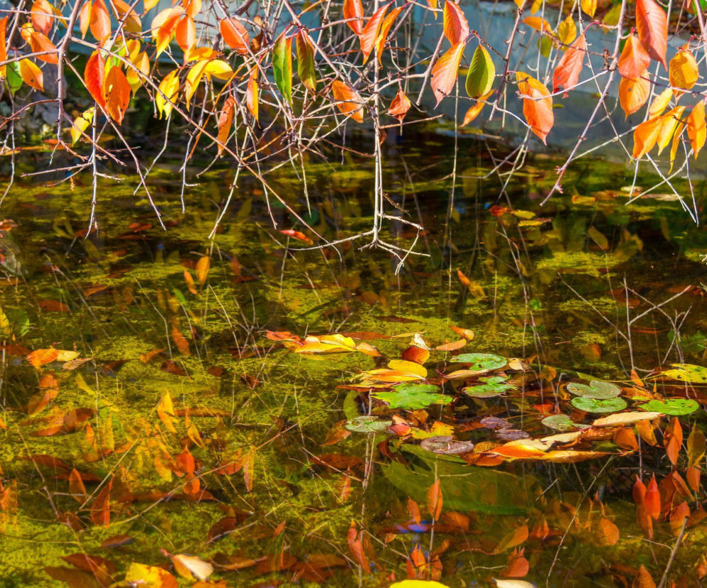 Przygotuj oczko na zimę: prosta lista zadań dla każdego