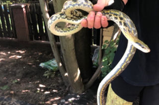 Panika w Wawrze. Dwumetrowy wąż zwiał z terrarium, ale... [GALERIA]