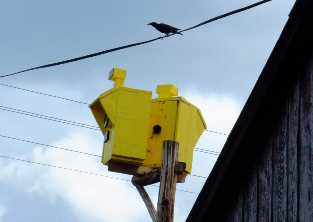 Szpaki straszą piratów