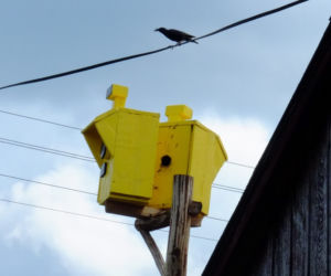 Szpaki straszą piratów