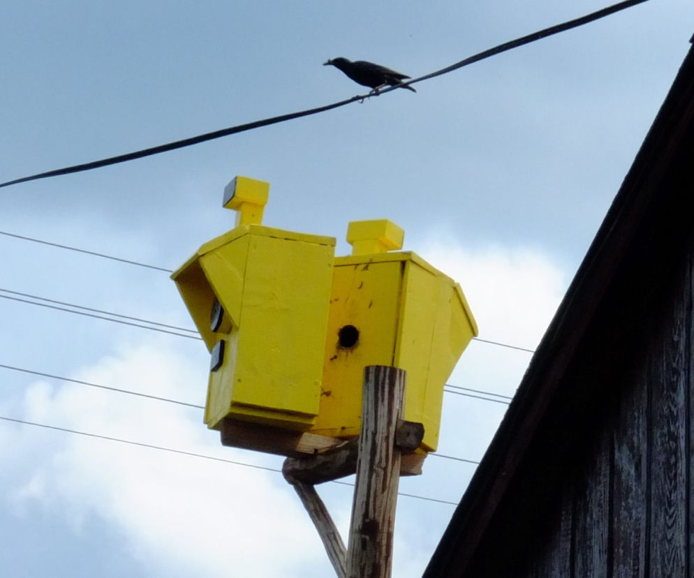 Szpaki straszą piratów