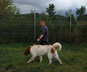 Więźniowie zajmują się zwierzętami w schronisku