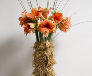 Amarylis