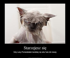 Lany Poniedziałek demotywatory