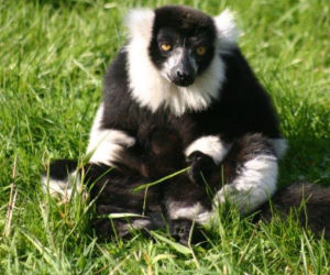 Lemur