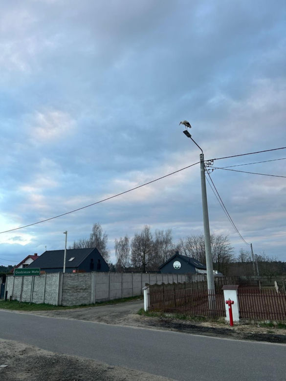 Uratowany ptak został postrzelony