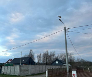 Uratowany ptak został postrzelony