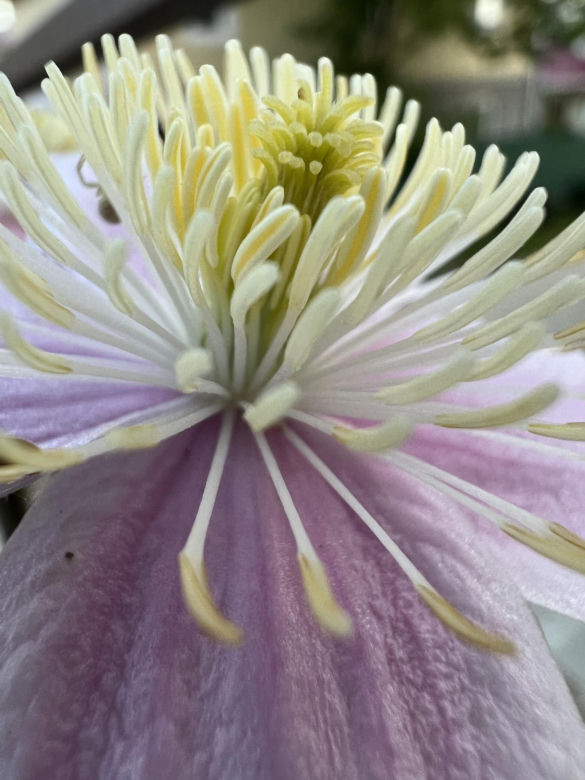 Powojnik (Clematis)