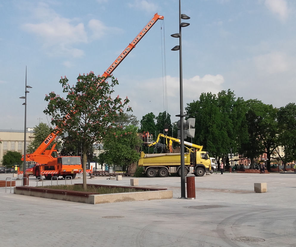 Baobab został wycięty