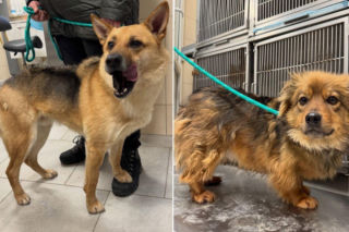 Pierwsze zdjęcia psów z Sobolewa opublikowane w sieci