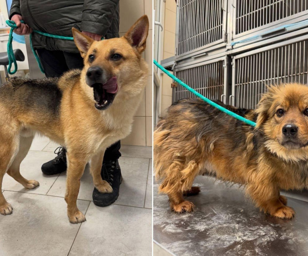 Akcja adopcyjna Sobolew