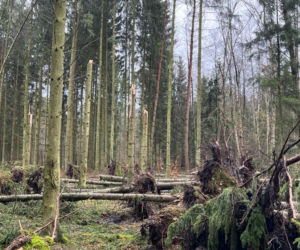 Wichury zniszczyły setki tysięcy drzew. Nadleśnictwa wprowadzają ZAKAZ WSTĘPU DO LASÓW