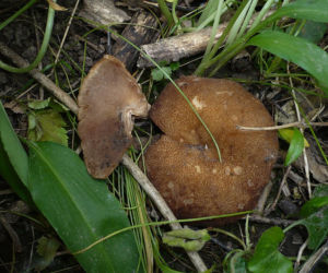 Krążkówka żyłkowana  