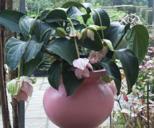 medinilla