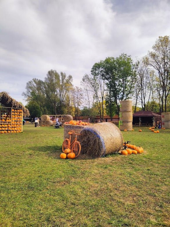 Farma dyniowa wraca na mapę Rudy Śląskiej