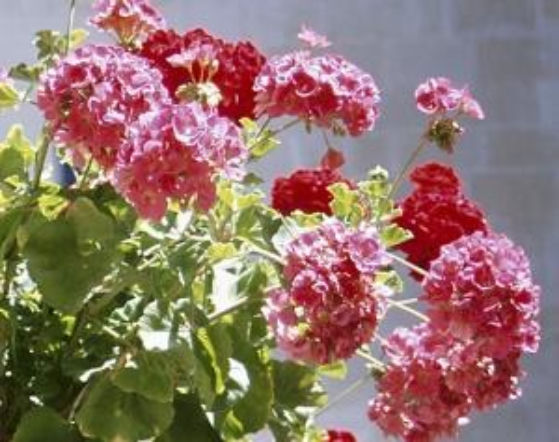 Sadzonki z pelargonii
