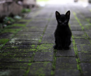 Dziś piątek trzynastego! Ten rok będzie wyjątkowy
