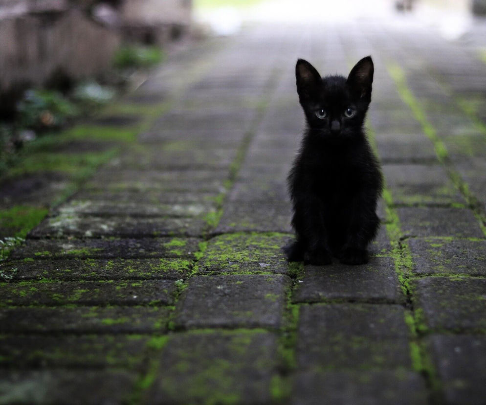 Dziś piątek trzynastego! Ten rok będzie wyjątkowy