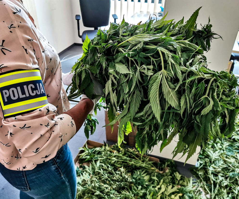 Plantacja marihuany w gminie Wasilków
