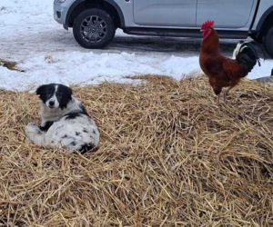 Szesnaście skrajnie zaniedbanych psów. Małżeństwo odpowie za znęcanie się nad zwierzętami