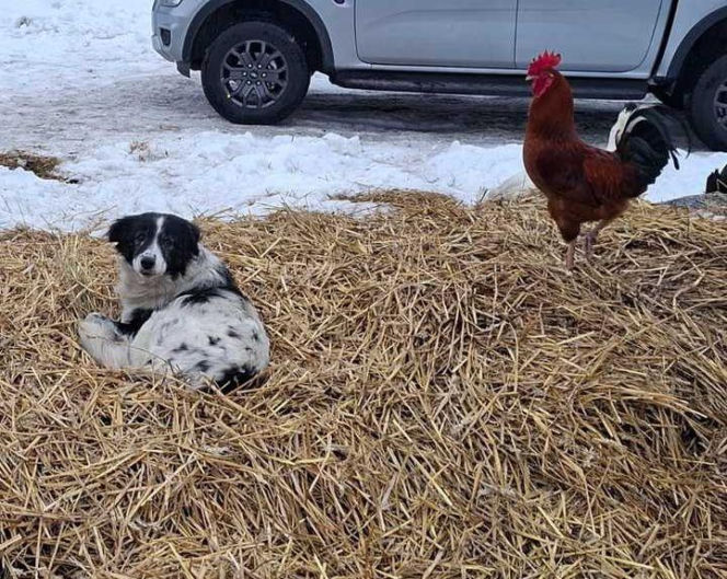 Szesnaście skrajnie zaniedbanych psów. Małżeństwo odpowie za znęcanie się nad zwierzętami
