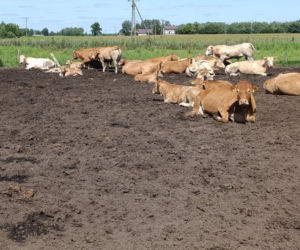 Byk rozpruł szyję Bogdanowi! Mały kundelek znalazł swojego pana