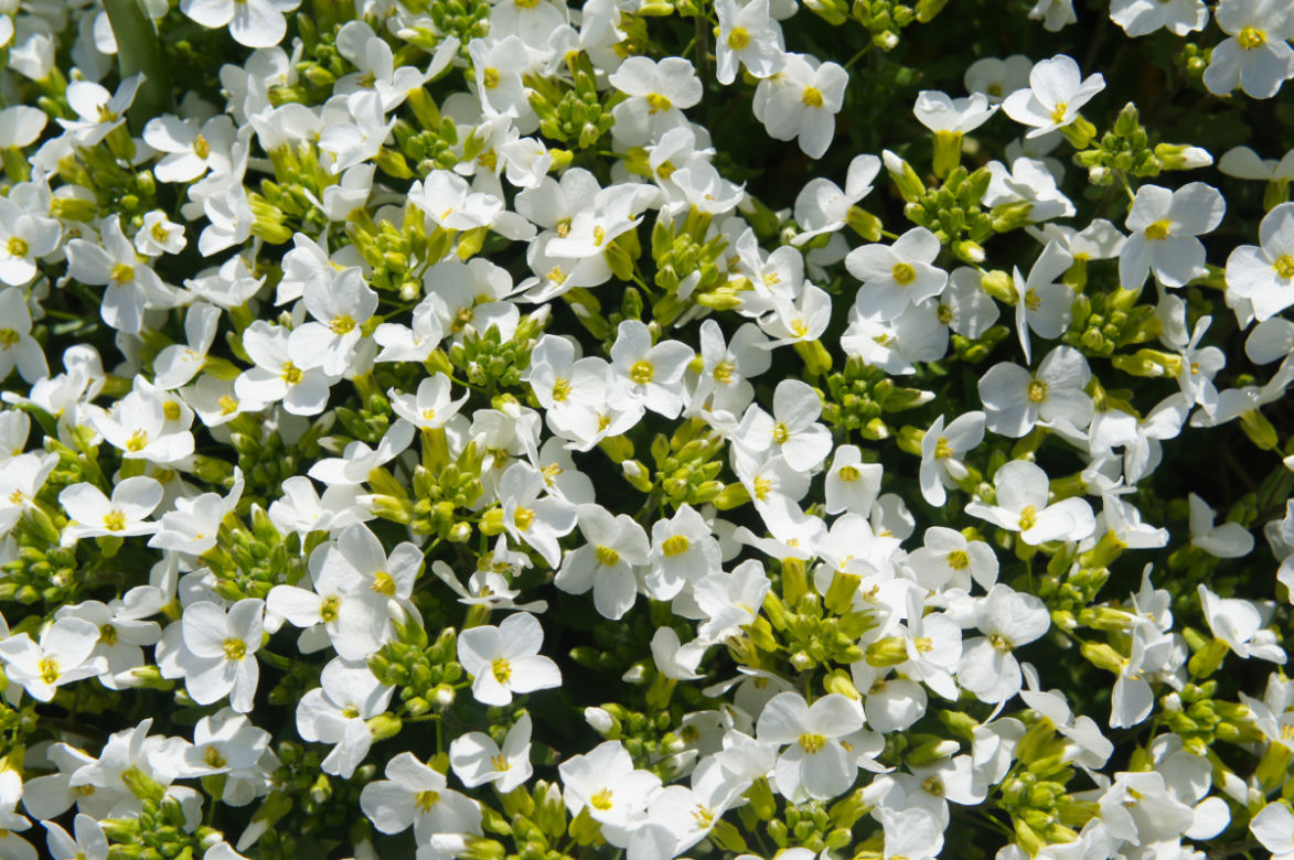 Gęsiówka kaukaska