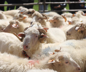 Wiosenny redyk w Ludźmierzu