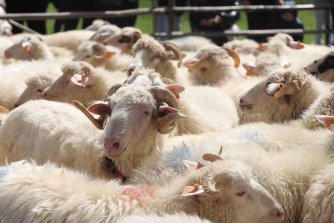 Wiosenny redyk w Ludźmierzu