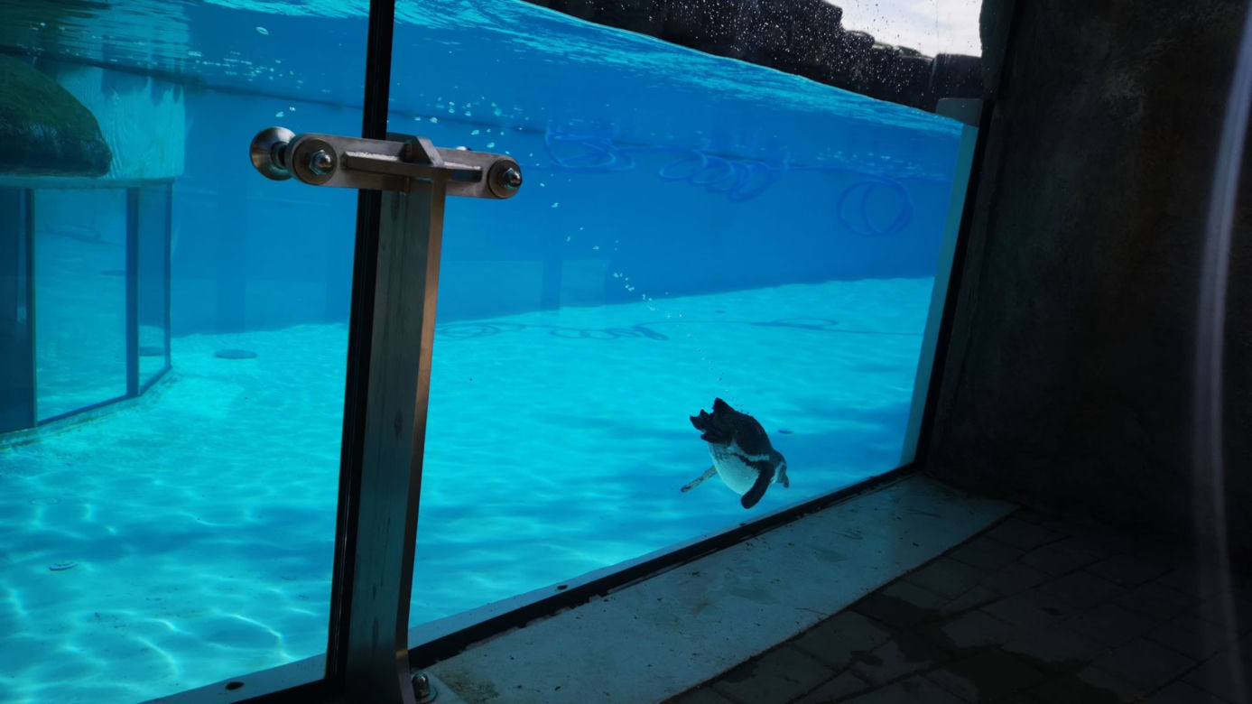 Pingwiny hitem Zoo w Chorzowie! Do ogrodu ustawiają się kolejki, ale ludzie nie przestrzegają rygorów sanitarnych