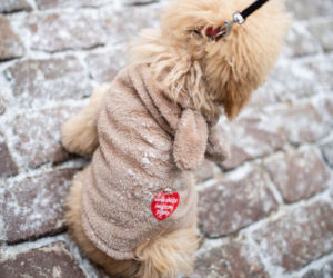 34. Finał Wielkiej Orkiestry Świątecznej Pomocy w Toruniu. Zdjęcia ze starówki