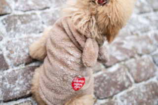 34. Finał Wielkiej Orkiestry Świątecznej Pomocy w Toruniu. Zdjęcia ze starówki