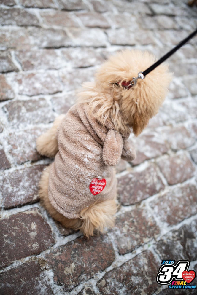 34. Finał Wielkiej Orkiestry Świątecznej Pomocy w Toruniu. Zdjęcia ze starówki