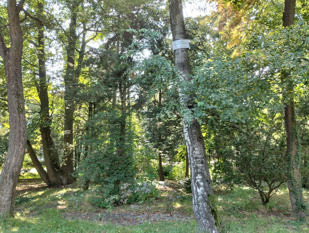 Pomniki przyrody w Parku Strzeleckim w Tarnowie