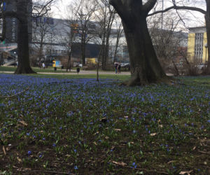 2 Cebulice kwitną w parku Klepacza od dziesiątków lat