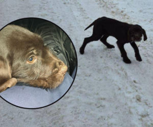 Wychudzony i zziębnięty szczeniak błąkał się pod lasem. Przy -12 stopniach czekała go tylko śmierć